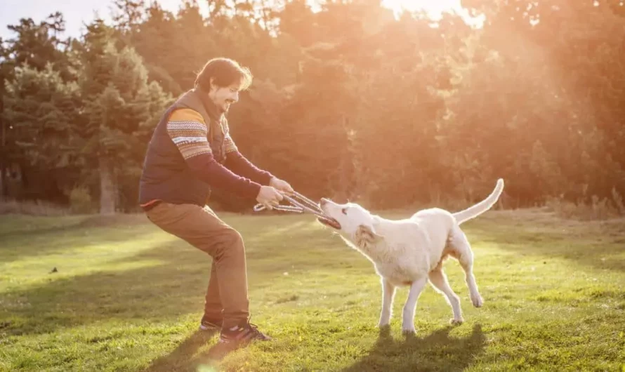 Relaxation: Dogs have been proven to reduce stress